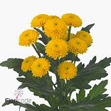 Срезанные цветы оптом Chrys sa aurinko от 225шт из Голландии с доставкой по России