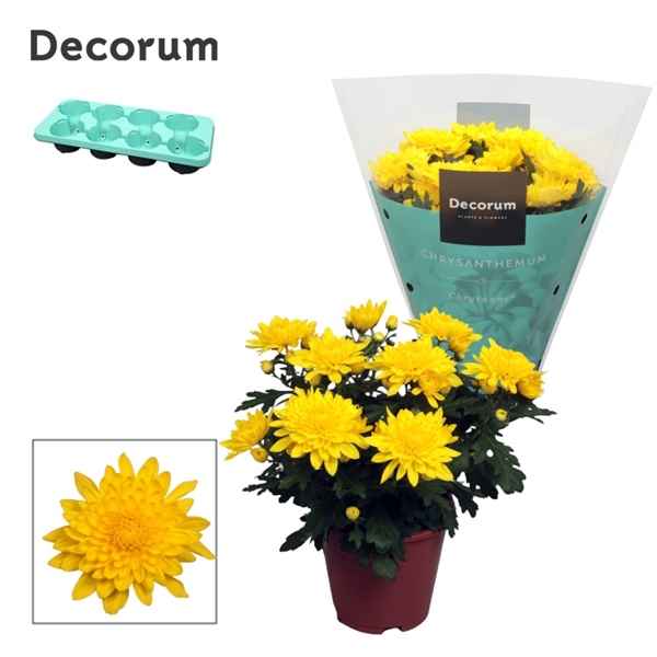 Горшечные цветы и растения оптом Chrys Grandezza Yellow (decorum) от 8шт из Голландии с доставкой по России