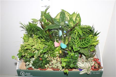 Горшечные цветы и растения оптом Kamerpl Gem от 24шт (для телеги) из Голландии с доставкой по России