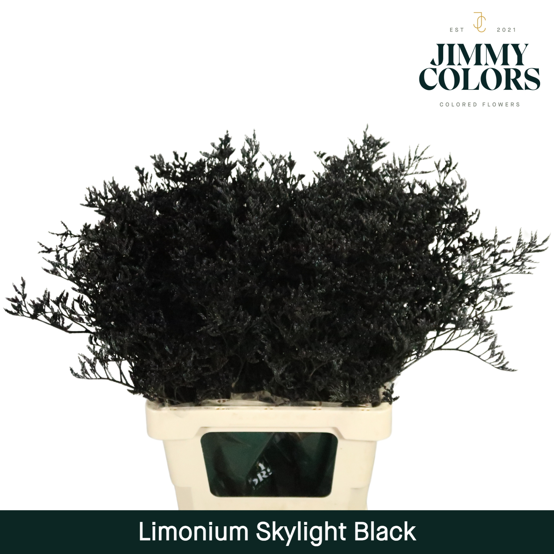 Срезанные цветы оптом Limonium paint black от 25шт из Голландии с доставкой по России