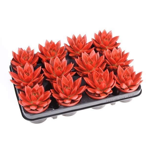 Горшечные цветы и растения оптом Echeveria Rainbow Red от 12шт (для телеги) из Голландии с доставкой по России