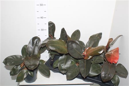 Горшечные цветы и растения оптом Philodendron Black Cardinal от 8шт из Голландии с доставкой по России