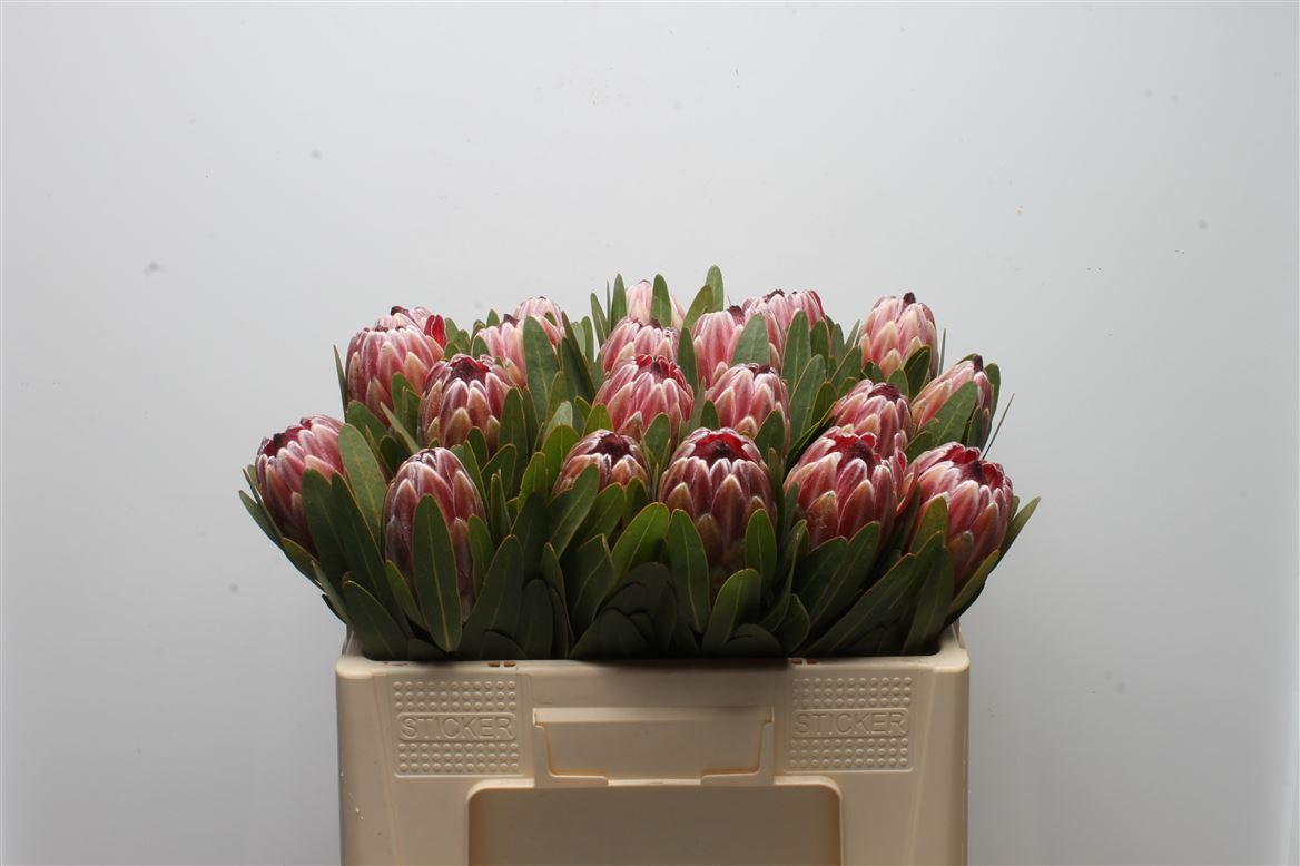 Срезанные цветы оптом Protea pink ice от 1шт из Голландии с доставкой по России