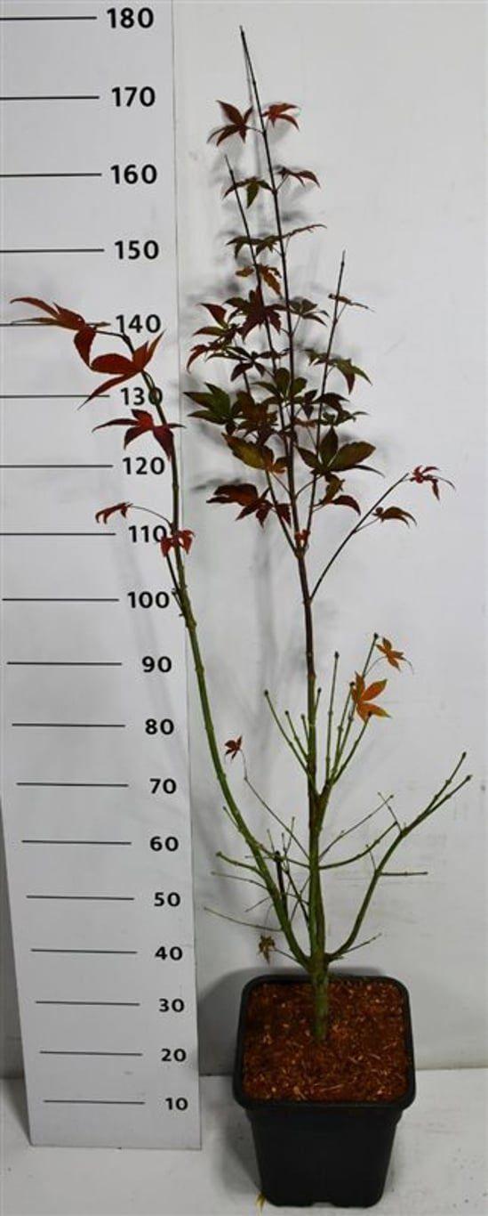 Горшечные цветы и растения оптом Acer Palm Osakazuki от 1шт из Голландии с доставкой по России