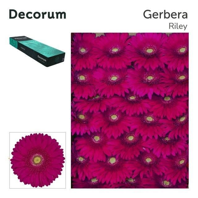 Срезанные цветы оптом Gerbera riley от 50шт из Голландии с доставкой по России