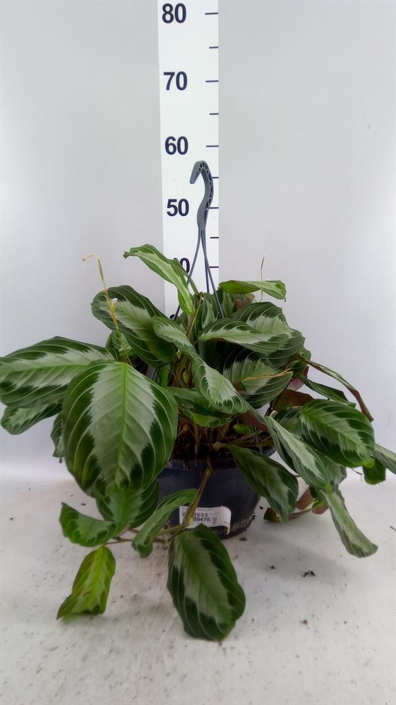 Горшечные цветы и растения оптом Maranta Leuc. exclusive Grey от 1шт из Голландии с доставкой по России