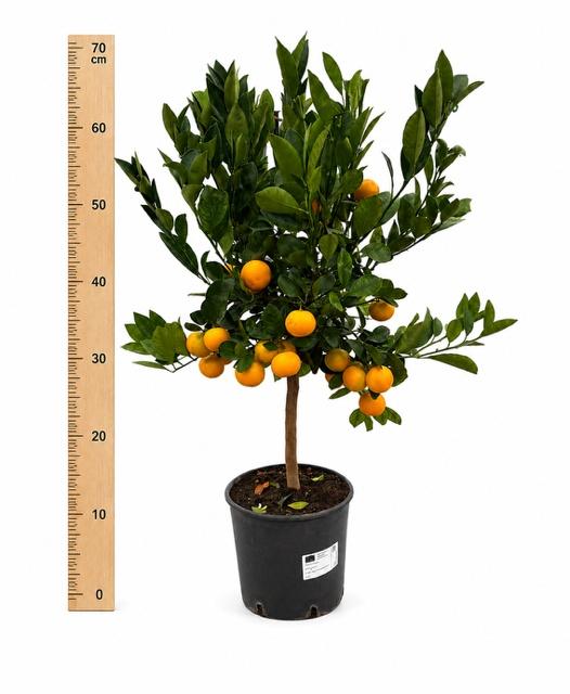 Горшечные цветы и растения оптом Citr Microcarpa от 3шт (для телеги) из Голландии с доставкой по России