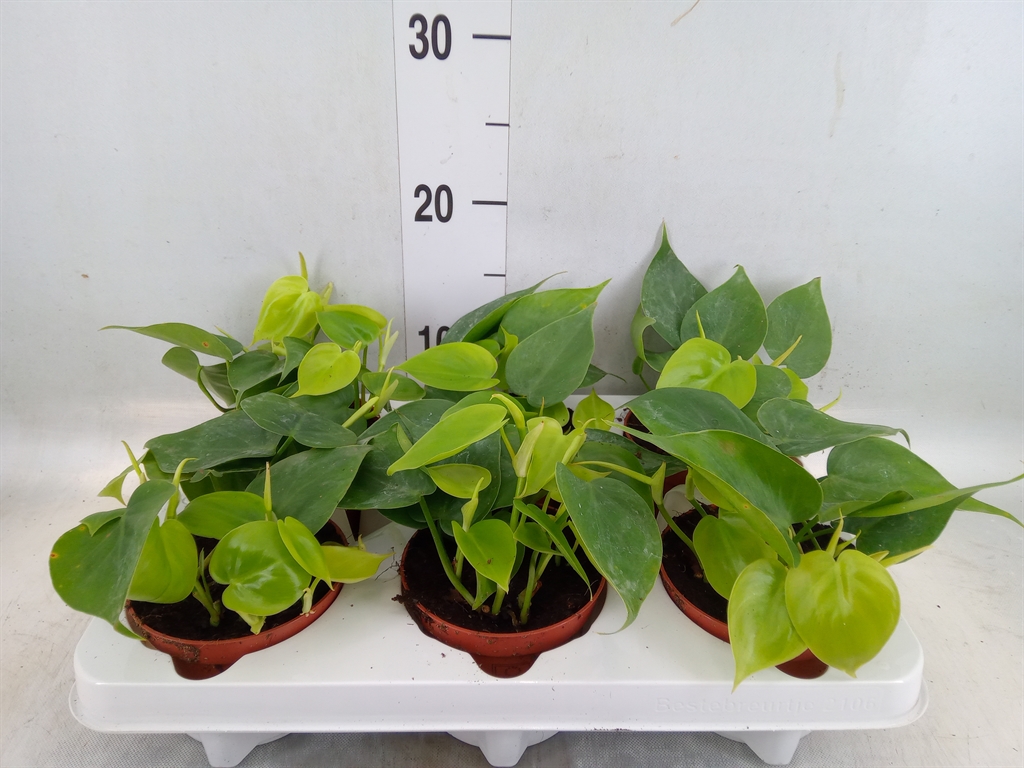 Горшечные цветы и растения оптом Philodendron Scand. от 6шт из Голландии с доставкой по России