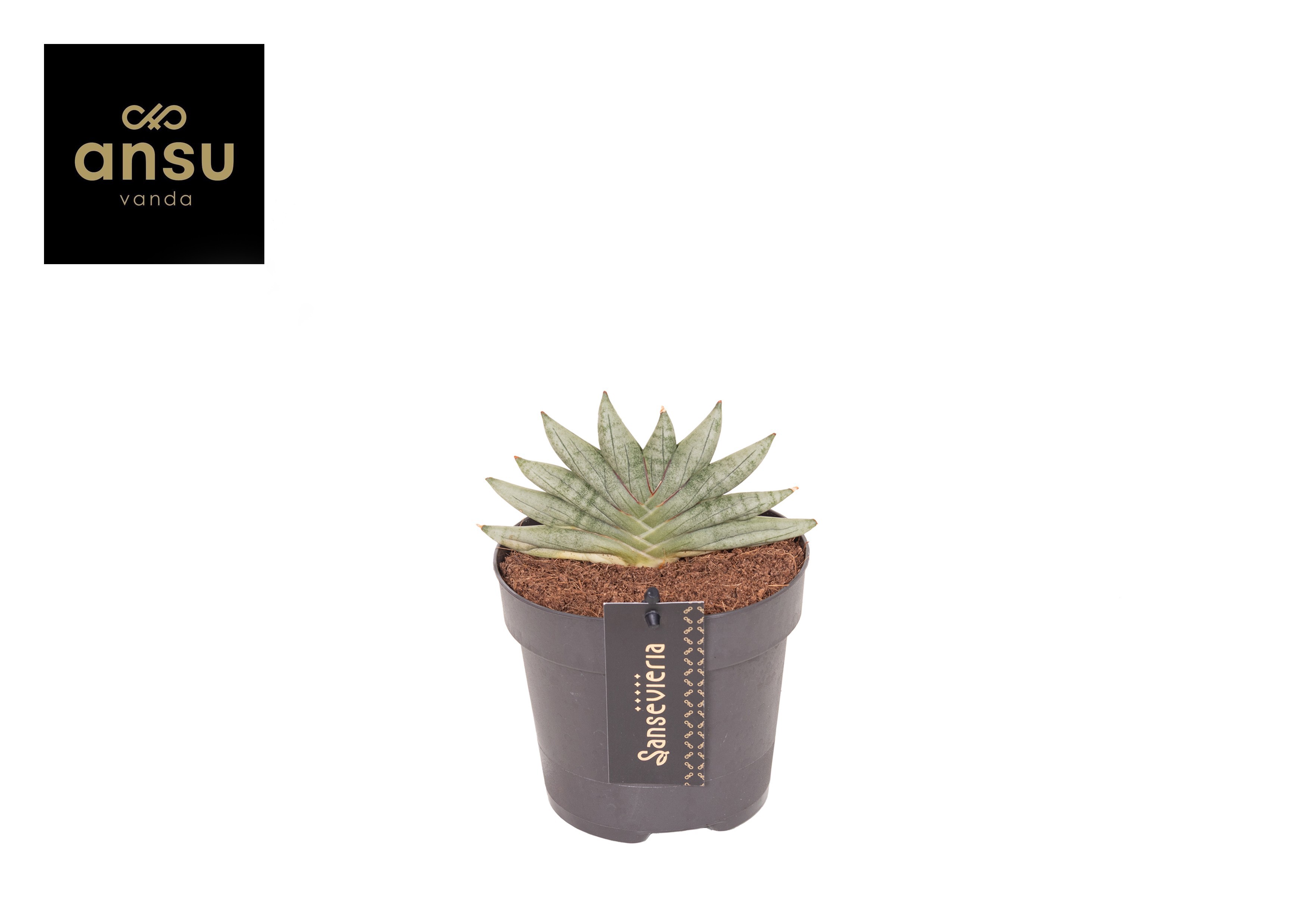 Горшечные цветы и растения оптом Sansevieria Inti Mini No. 3 от 6шт из Голландии с доставкой по России