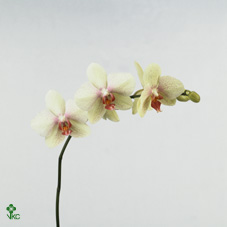 Срезанные цветы оптом Phalaenopsis omega (per flower) от 45шт из Голландии с доставкой по России