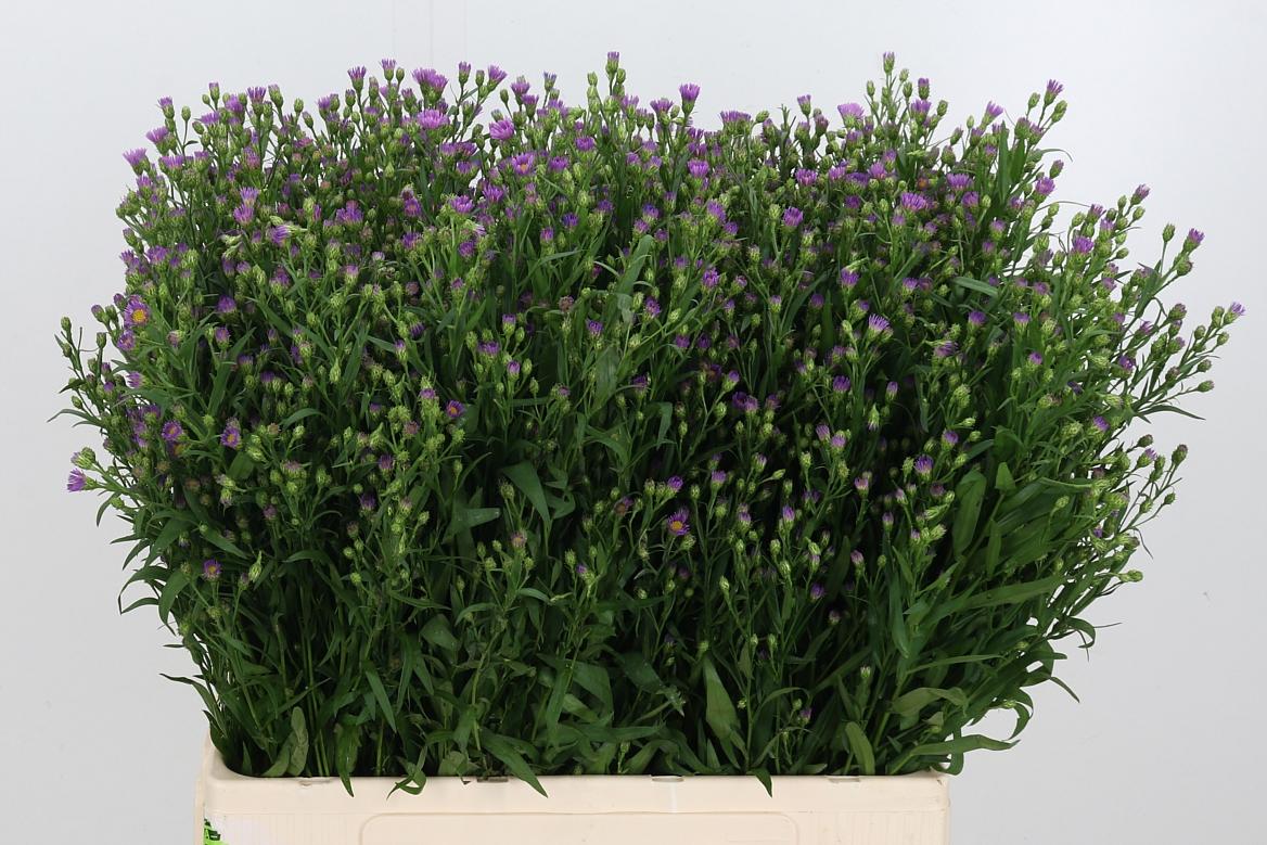 Срезанные цветы оптом Aster casarosa от 150шт из Голландии с доставкой по России Срезанные цветы оптом Aster casarosa от 150шт из Голландии с доставкой по России