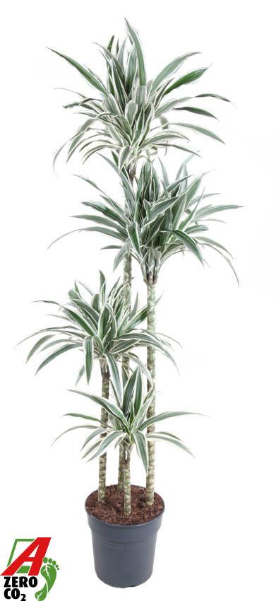 Горшечные цветы и растения оптом Drac White Stripe 120-90-60-30 от 1шт из Голландии с доставкой по России