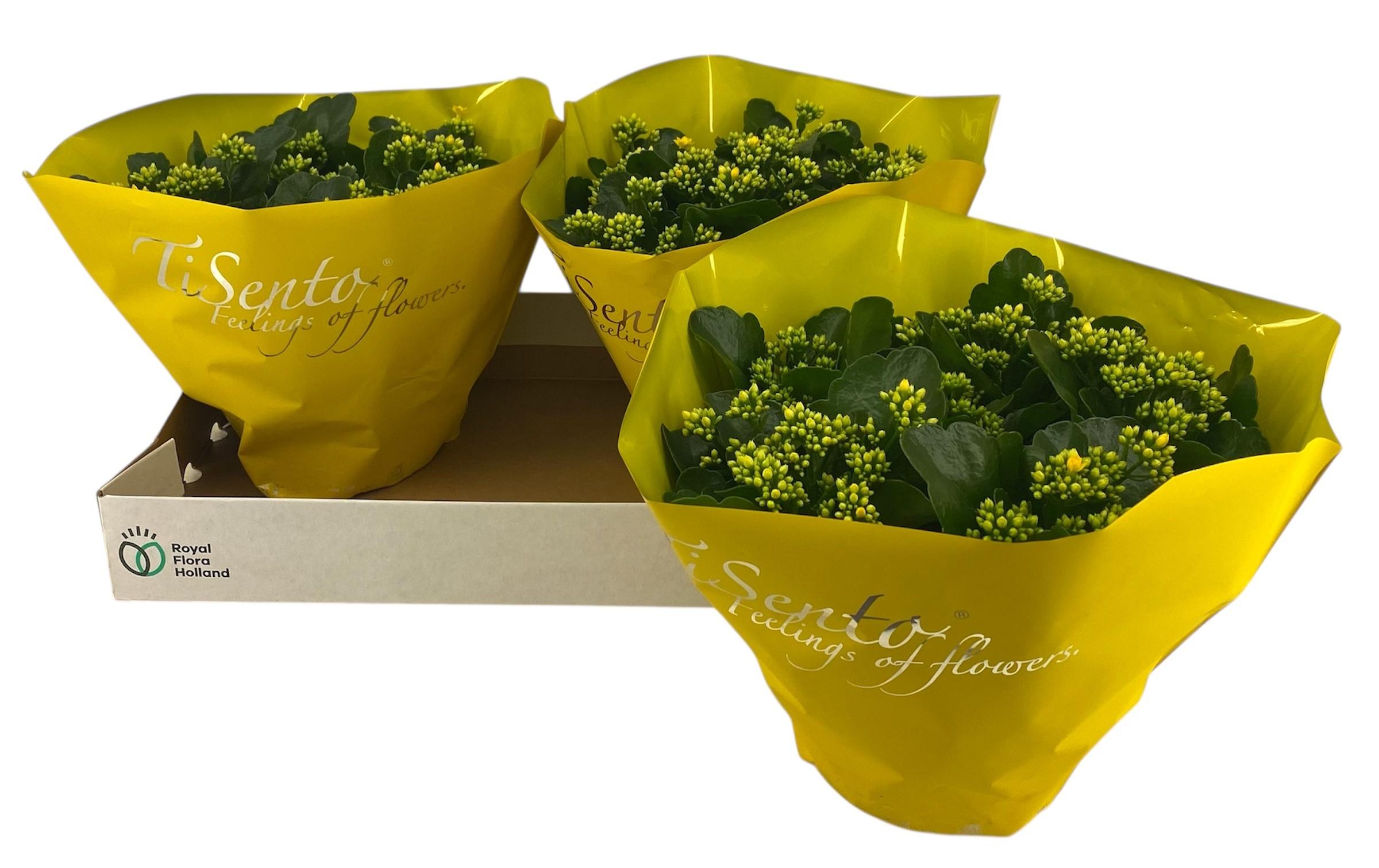 Горшечные цветы и растения оптом Kal Ge Perfecta Yell от 3шт из Голландии с доставкой по России