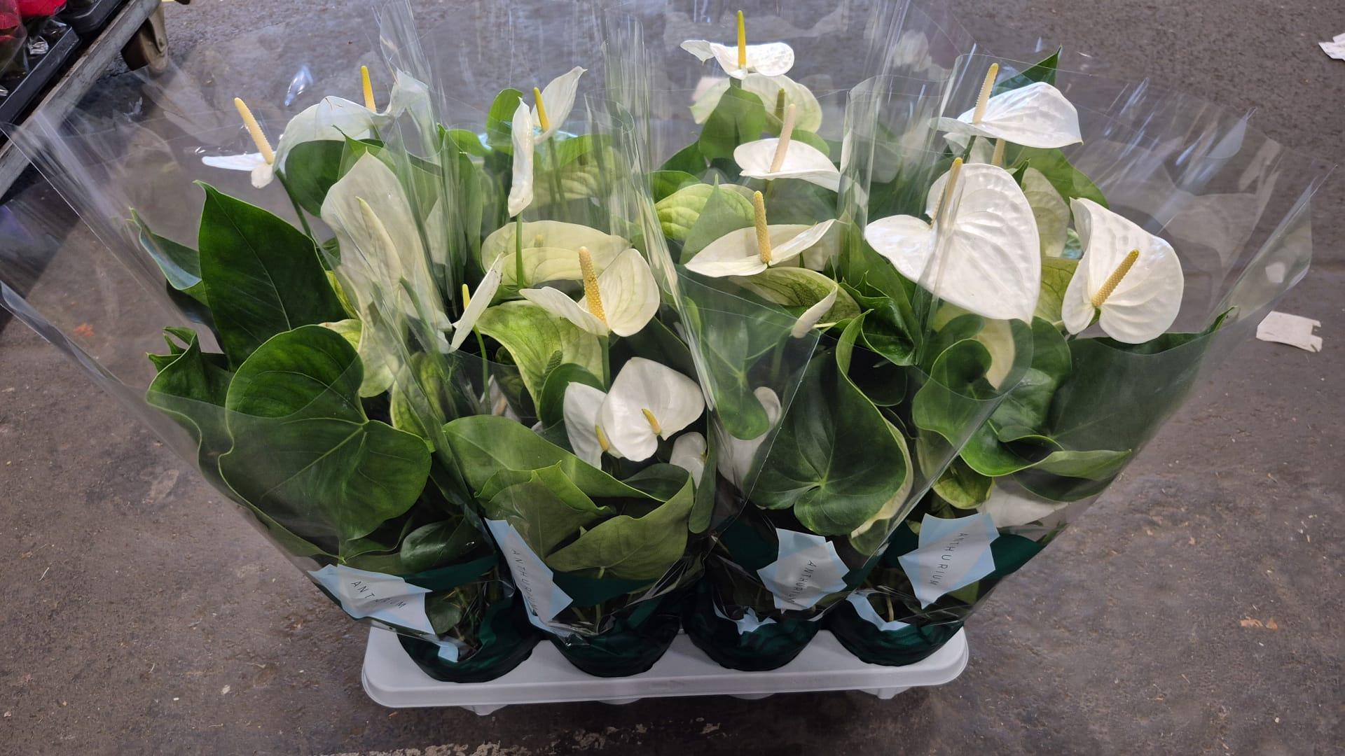 Горшечные цветы и растения оптом Anthurium Samora от 8шт из Голландии с доставкой по России