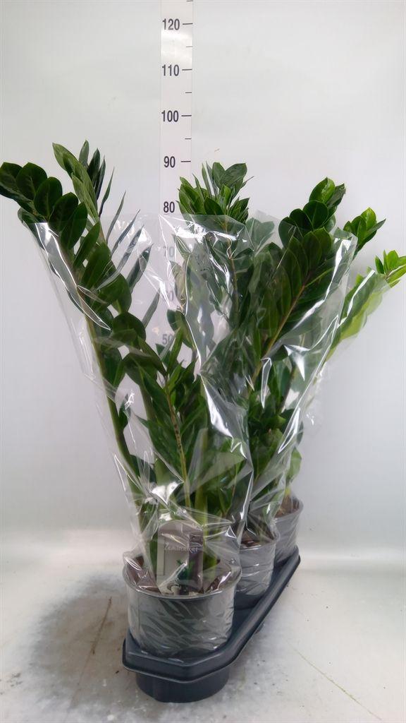 Горшечные цветы и растения оптом Zamioculcas Zamiifolia от 3шт из Голландии с доставкой по России