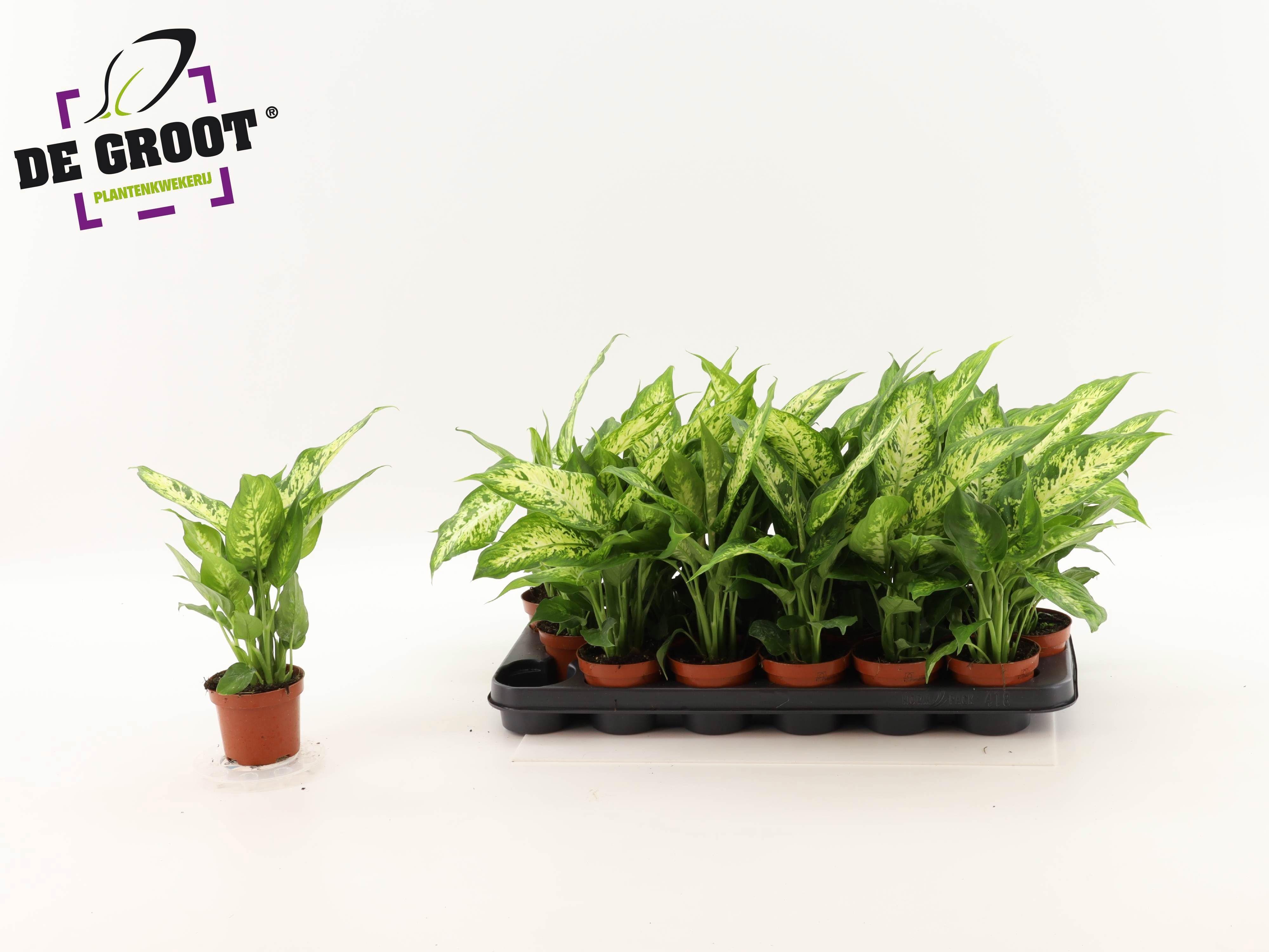 Горшечные цветы и растения оптом Dieff Compacta от 18шт (для телеги) из Голландии с доставкой по России Горшечные цветы и растения оптом Dieff Compacta от 18шт (для телеги) из Голландии с доставкой по России