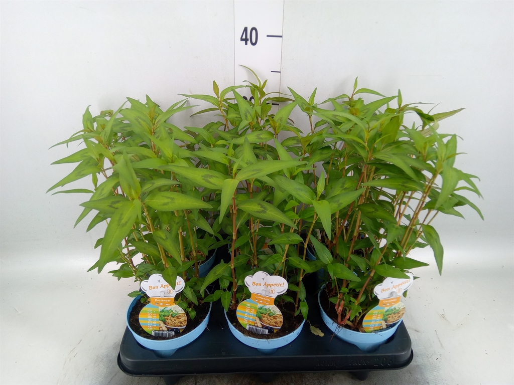 Горшечные цветы и растения оптом Persicaria Amphibia от 6шт из Голландии с доставкой по России