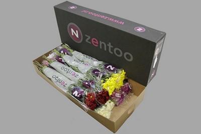 Срезанные цветы оптом Chrys sp mix Zentoo fantasy от 80шт из Голландии с доставкой по России