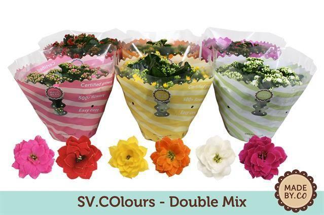 Горшечные цветы и растения оптом Kalanchoe Double Mix от 14шт из Голландии с доставкой по России
