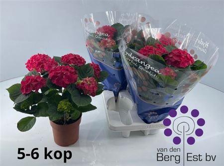 Горшечные цветы и растения оптом Hydr M Speedy Red 5-6+ от 4шт из Голландии с доставкой по России