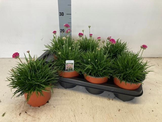 Горшечные цветы и растения оптом Arme Mar Splendens от 7шт из Голландии с доставкой по России