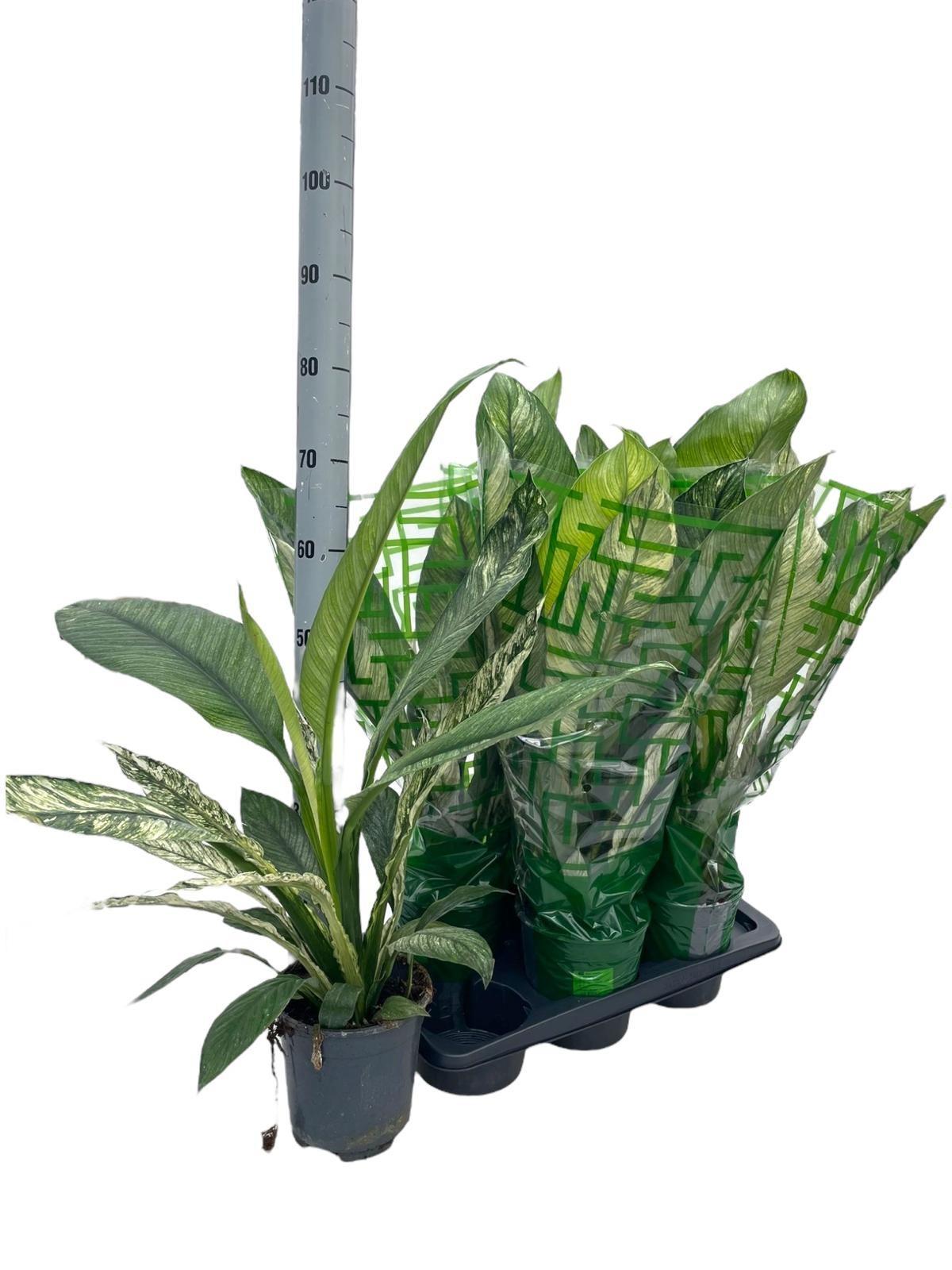 Горшечные цветы и растения оптом Spath Ov от 6шт из Голландии с доставкой по России