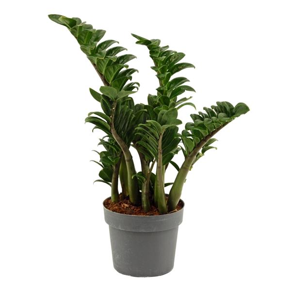 Горшечные цветы и растения оптом Zamioculcas Zenzi 4+ от 6шт из Голландии с доставкой по России