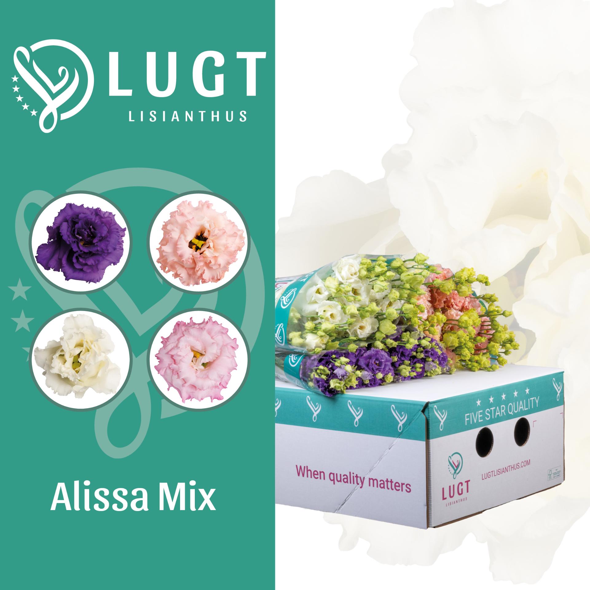 Срезанные цветы оптом Lisianthus do alissa mix in bucket A от 50шт из Голландии с доставкой по России