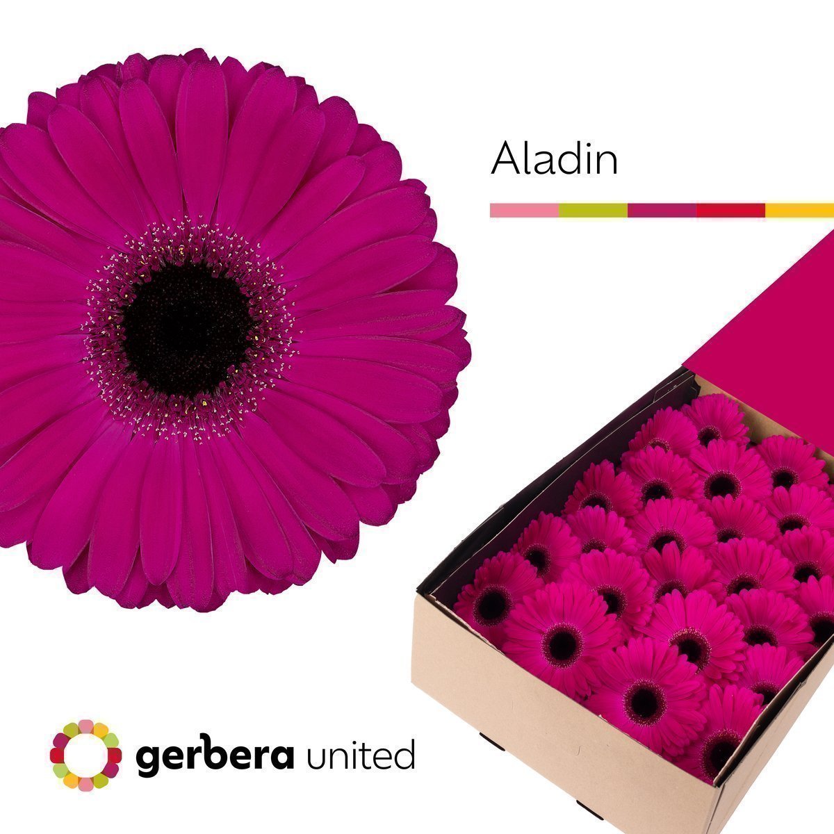 Срезанные цветы оптом Gerbera aladin от 25шт из Голландии с доставкой по России