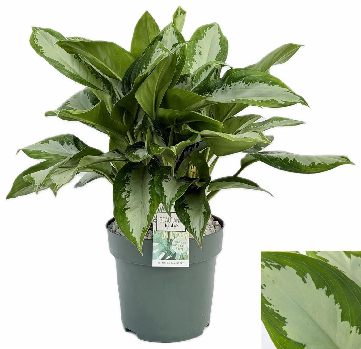 Горшечные цветы и растения оптом Aglaonema Diamond Bay от 1шт из Голландии с доставкой по России