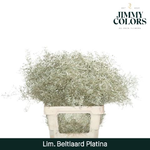 Срезанные цветы оптом Limonium beltlaard paint metallic platina от 25шт из Голландии с доставкой по России