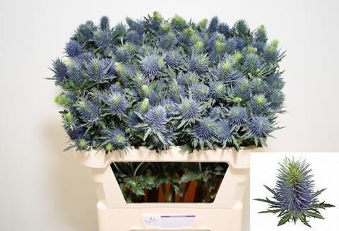 Срезанные цветы оптом Eryngium supernova от 30шт из Голландии с доставкой по России