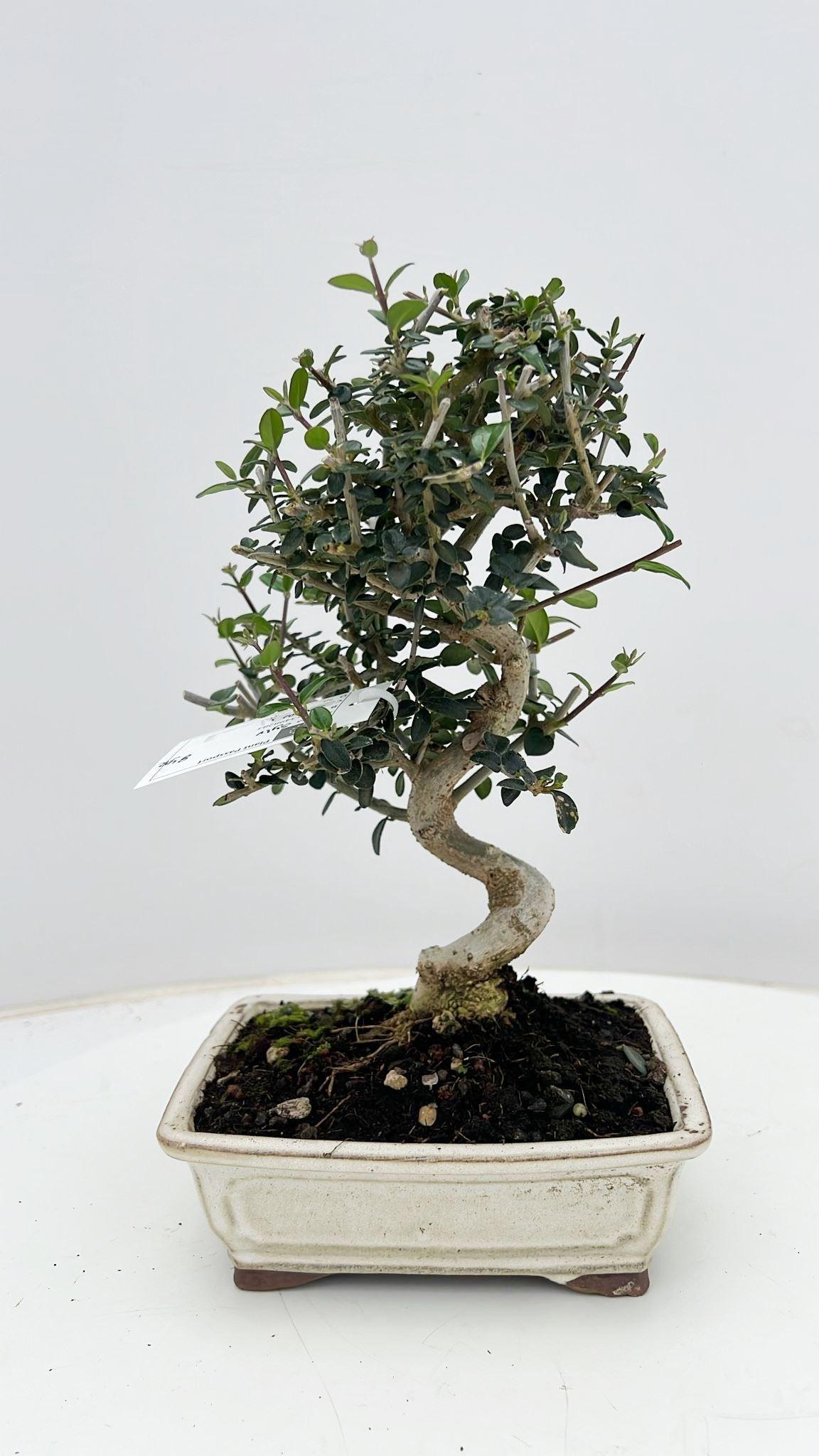 Горшечные цветы и растения оптом Olea Sylvestris, Pot 17cm., Height 30cm. от 7шт из Голландии с доставкой по России