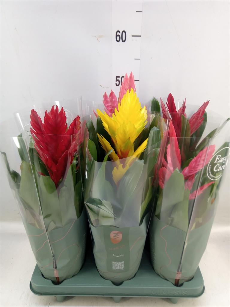 Горшечные цветы и растения оптом Vriesea   ...mix от 6шт из Голландии с доставкой по России