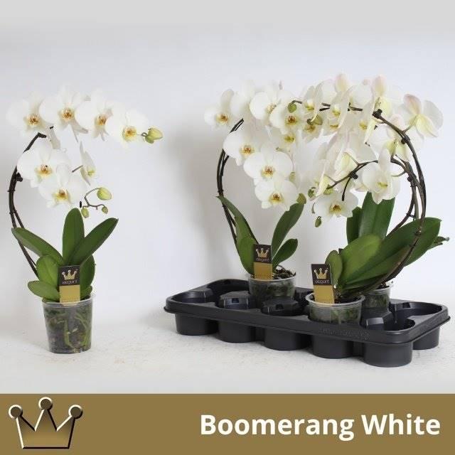 Горшечные цветы и растения оптом Phalaenopsis Boomerang 2 Tak от 5шт из Голландии с доставкой по России