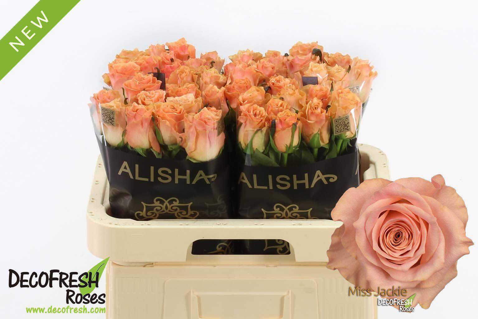 Срезанные цветы оптом Rosa large other (klok 08) от 60шт из Голландии с доставкой по России