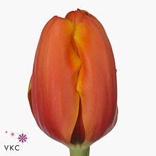 Срезанные цветы оптом Tulipa si triple a от 150шт из Голландии с доставкой по России