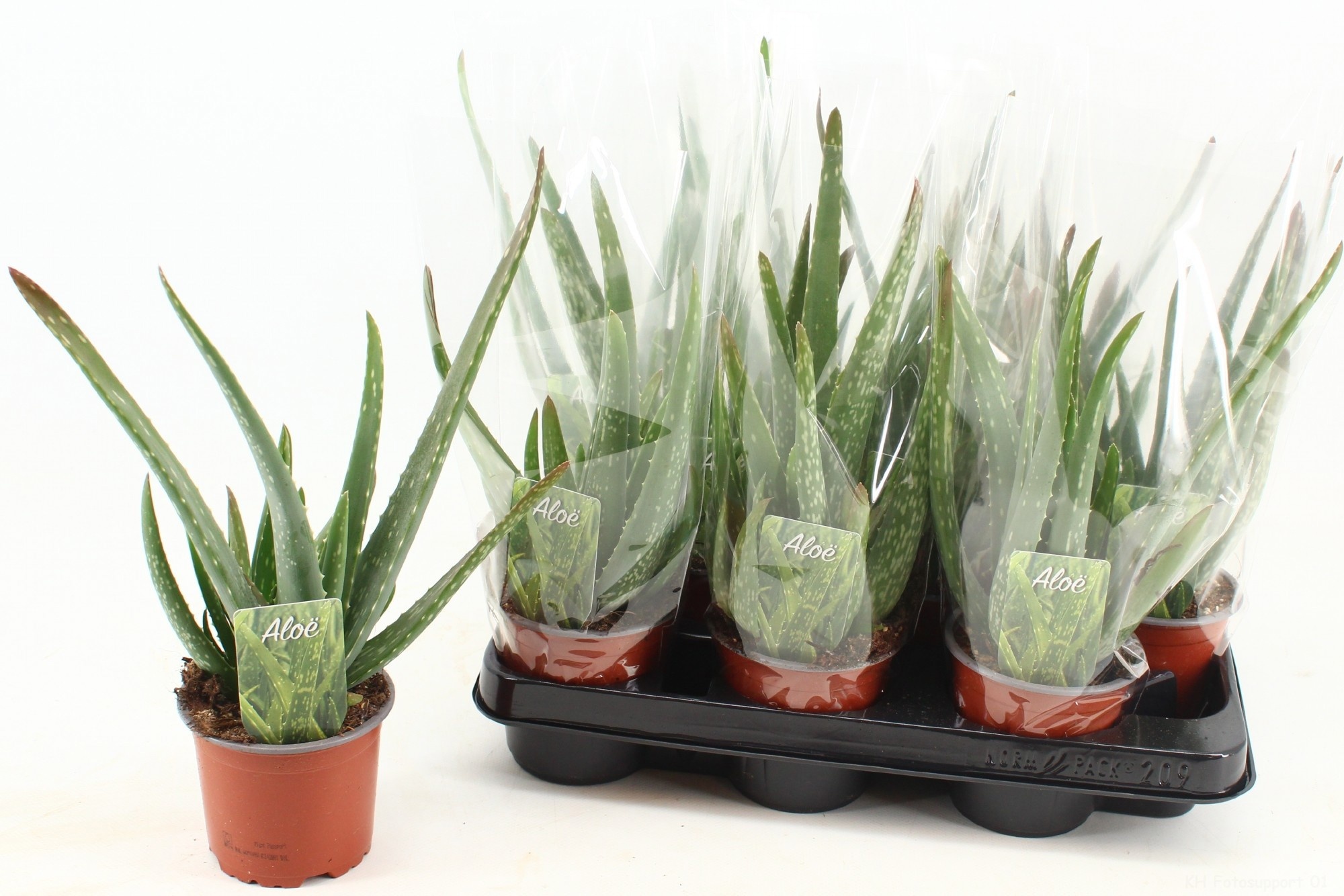 Горшечные цветы и растения оптом Aloe Vera от 9шт из Голландии с доставкой по России