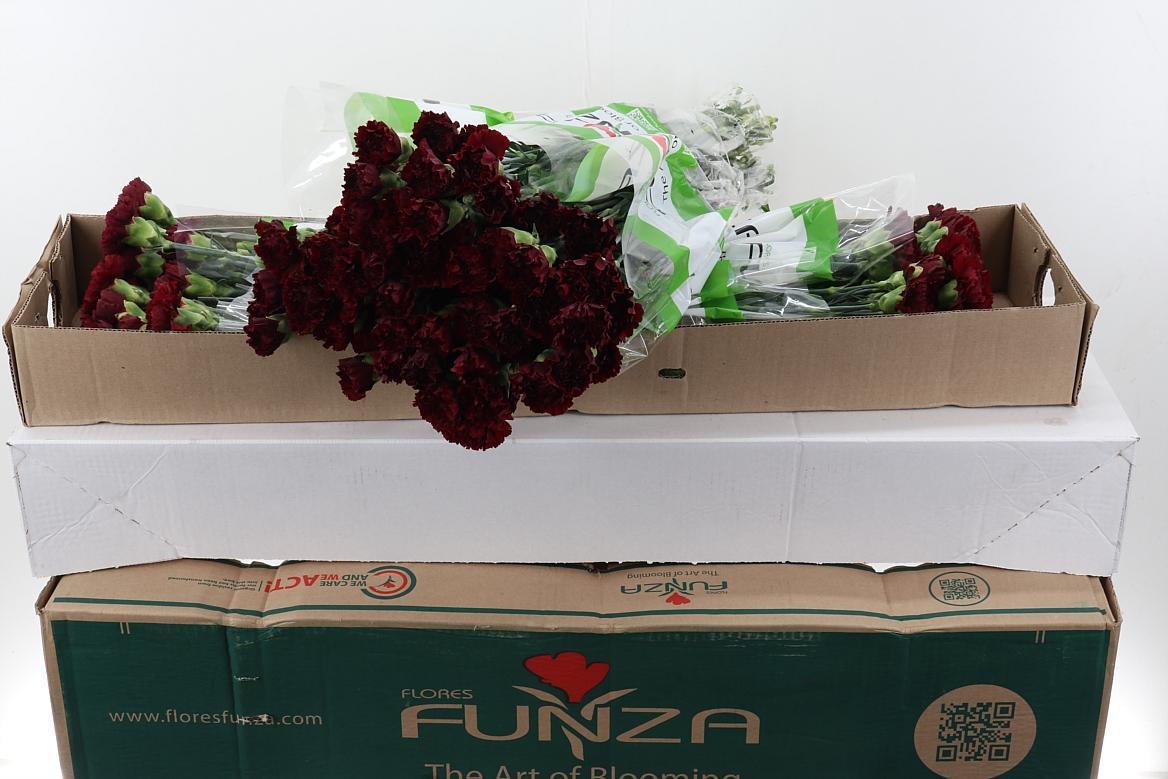 Срезанные цветы оптом Dianthus st zurigo от 160шт из Голландии с доставкой по России