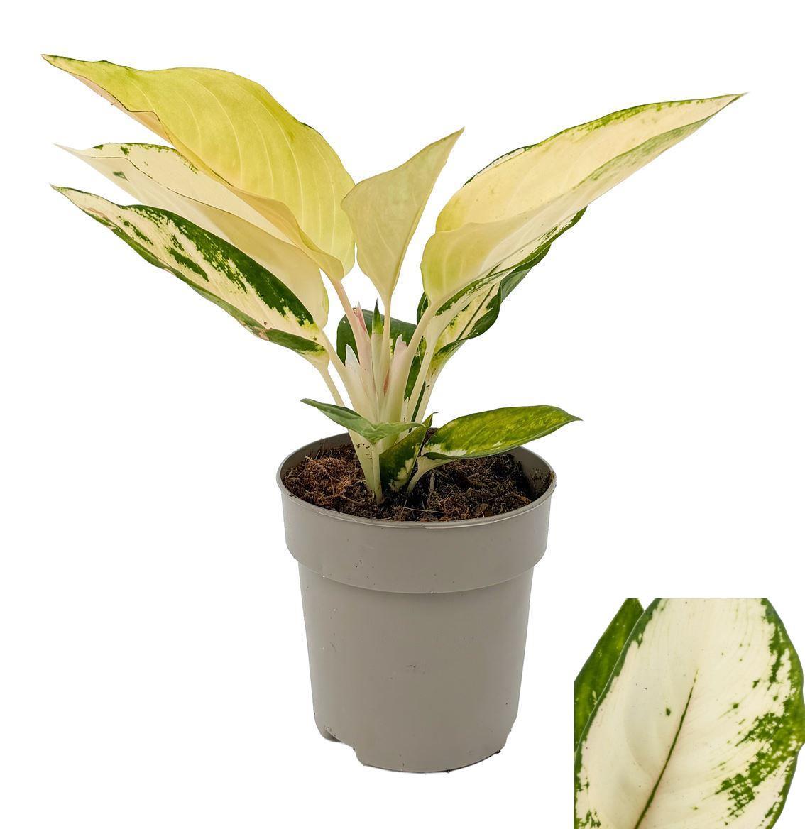 Горшечные цветы и растения оптом Aglaonema Fireworks от 10шт из Голландии с доставкой по России