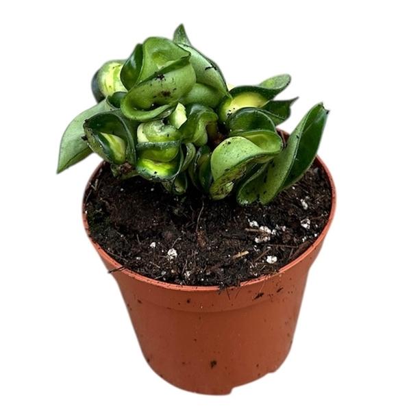 Горшечные цветы и растения оптом Hoya Compacta Mauna Loa от 12шт (для телеги) из Голландии с доставкой по России