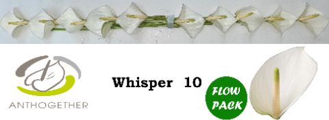 Срезанные цветы оптом Anthurium whisper от 20шт. из Голландии с доставкой по России