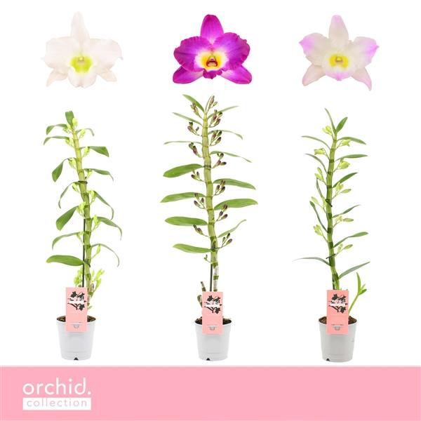 Горшечные цветы и растения оптом Dendr Nob 1st Mix Orchid Collection от 10шт из Голландии с доставкой по России