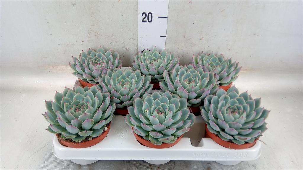 Горшечные цветы и растения оптом Echeveria   ... от 8шт' из Голландии с доставкой по России