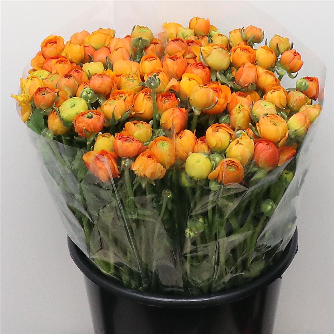 Срезанные цветы оптом Ranunculus elegance orange от 100шт. из Голландии с доставкой по России