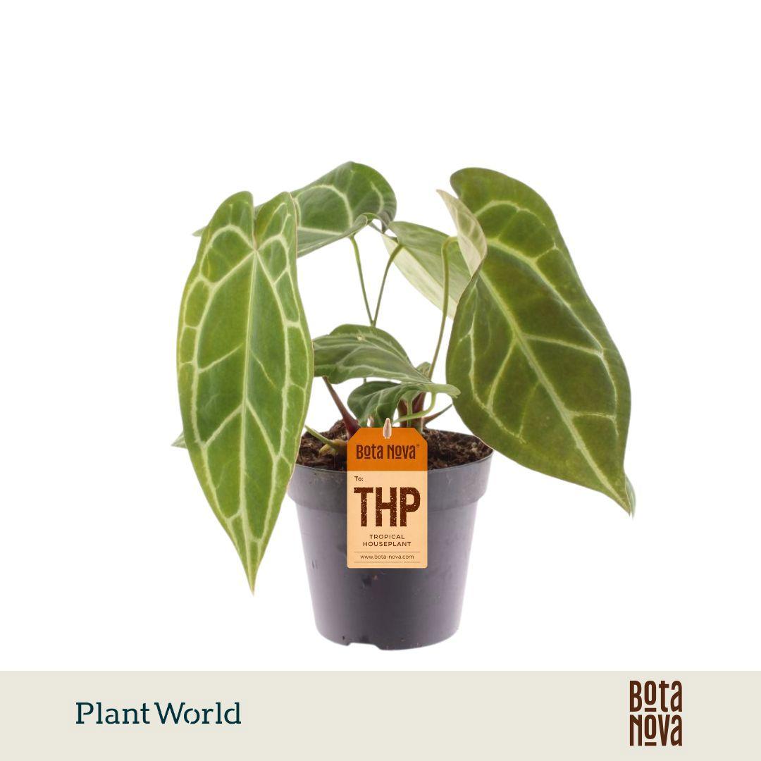Горшечные цветы и растения оптом Anthurium Chrystalinnum от 10шт из Голландии с доставкой по России