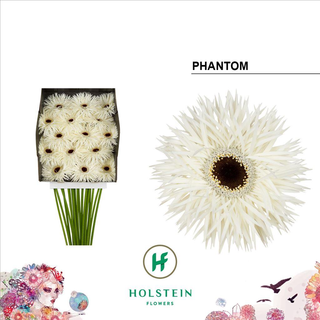 Срезанные цветы оптом Gerbera diamond phantom от 15шт из Голландии с доставкой по России
