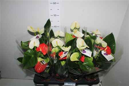 Горшечные цветы и растения оптом Anthu An Sierra 4+gem In Pot от 8шт из Голландии с доставкой по России