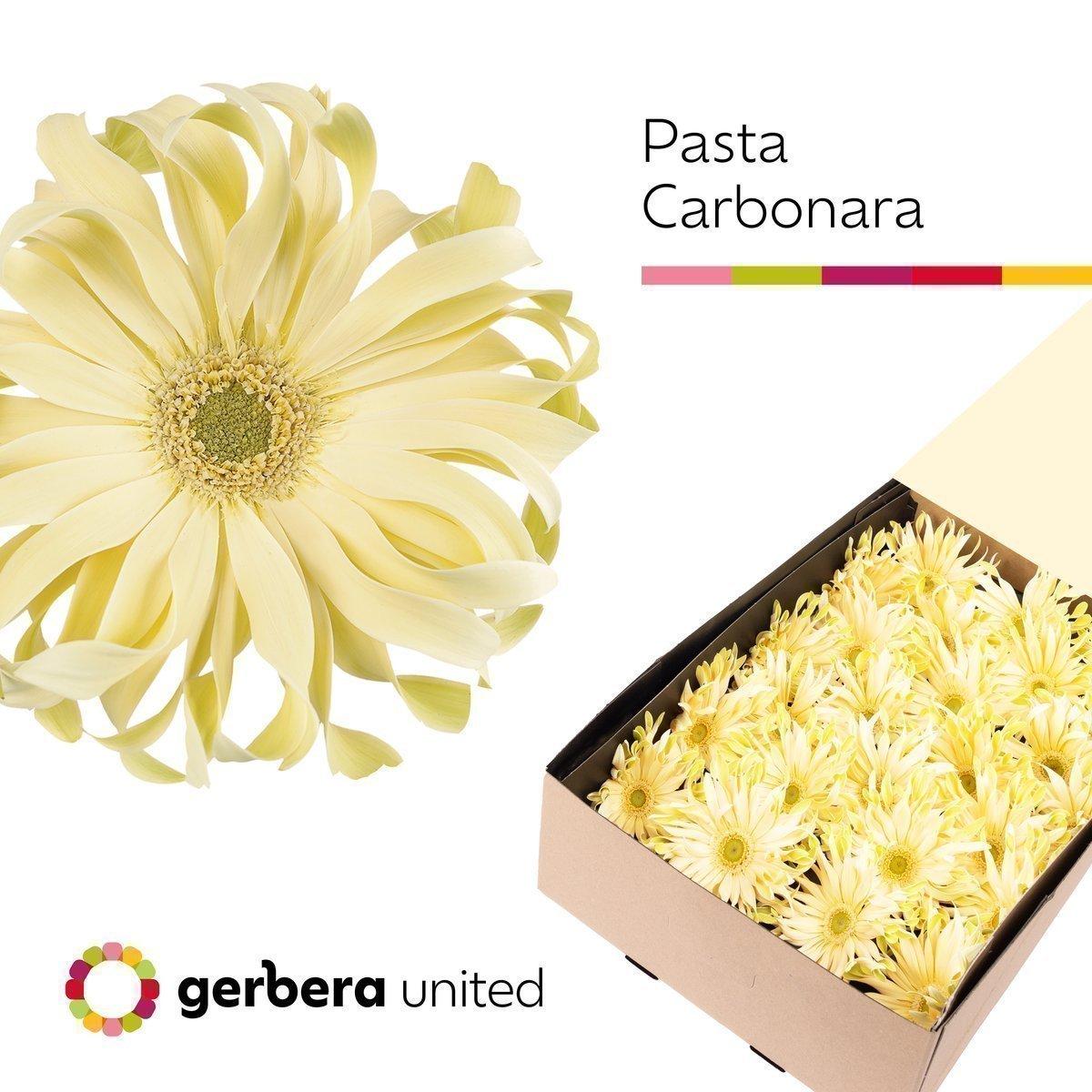 Срезанные цветы оптом Gerbera pasta carbonara от 50шт из Голландии с доставкой по России