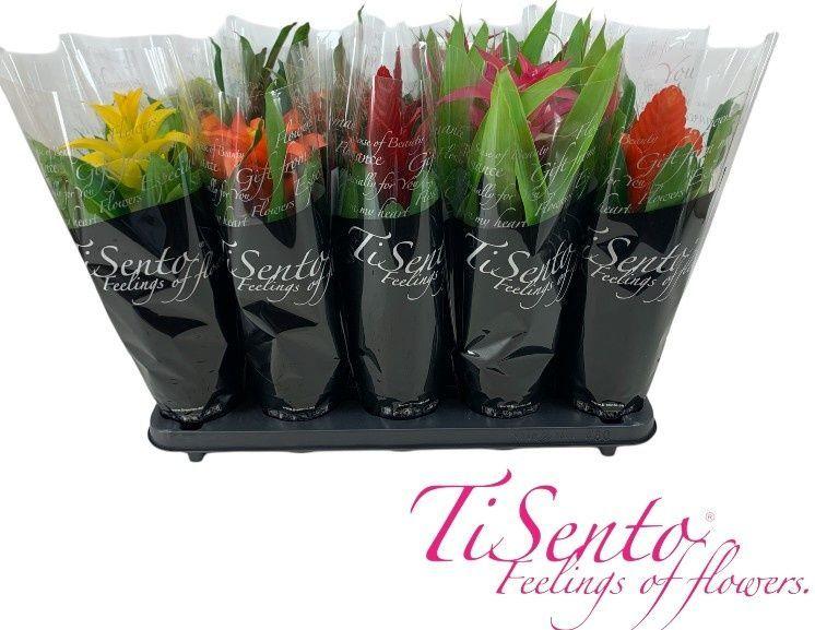 Горшечные цветы и растения оптом Guzm Gem от 10шт из Голландии с доставкой по России